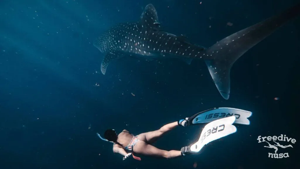 raja ampat snorkeling trip Freediving with whale sharks