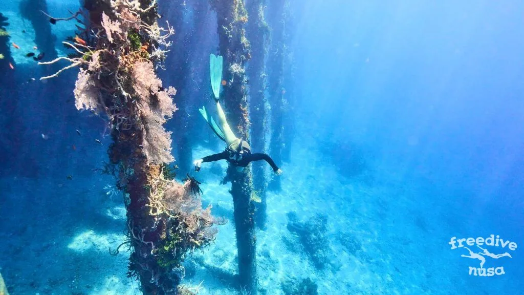 Freediving Alor Archipelago