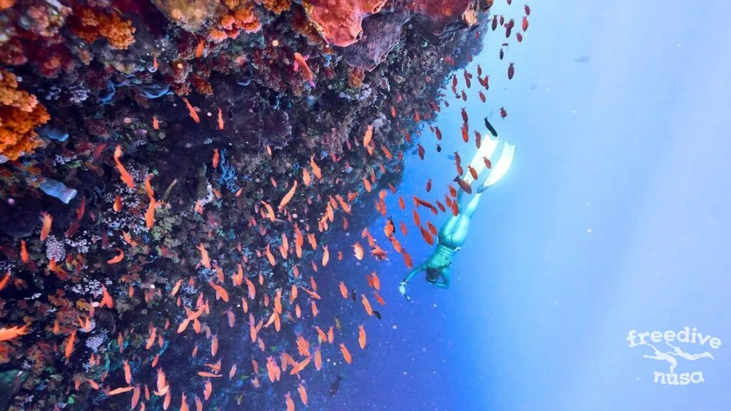 Marine Life in Alor