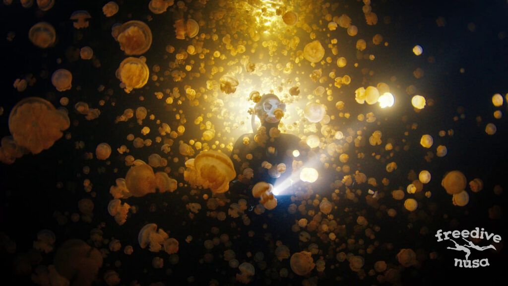 Lenmakana Stingless Jellyfish Lake