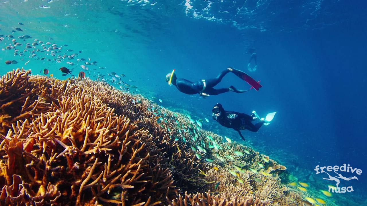 Freediving in Komodo