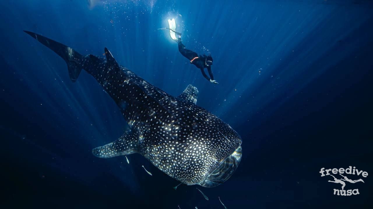 Freediving in Sumbawa