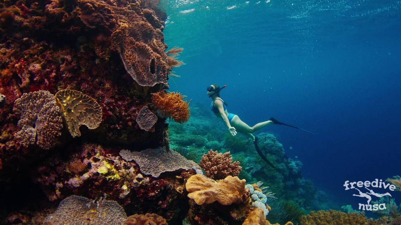 Freediving in Bunaken