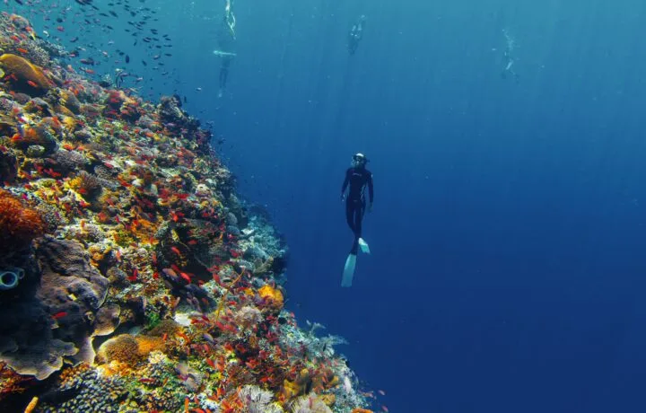 Freedive Trip to Alor