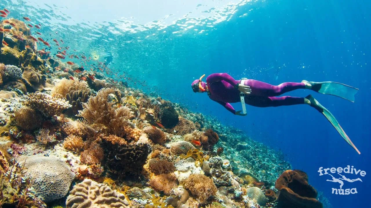Diving alor Freedive Ttip to Alor