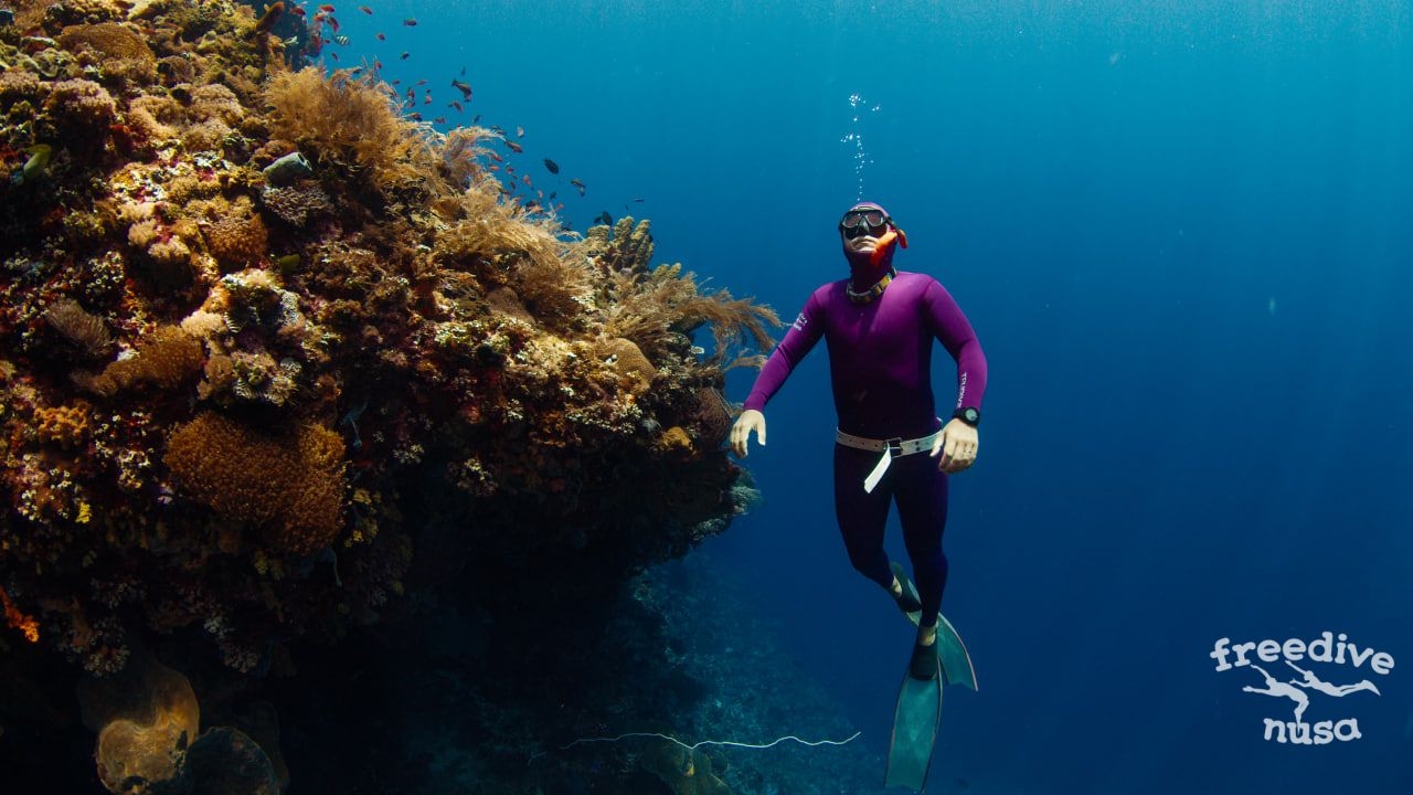 Marine life Alor