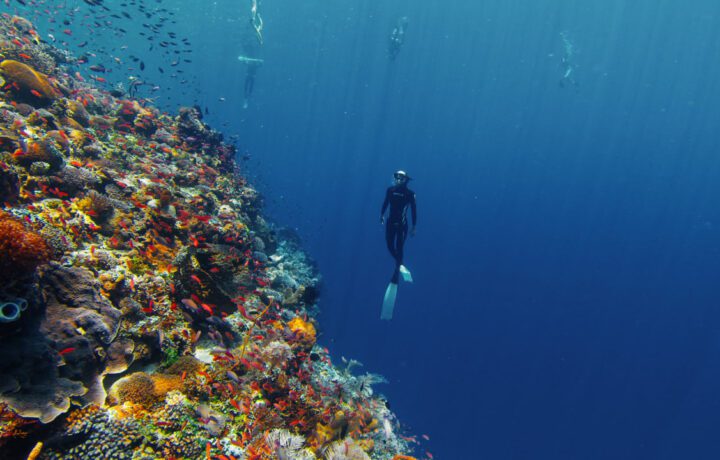 Freedive Trip to Alor