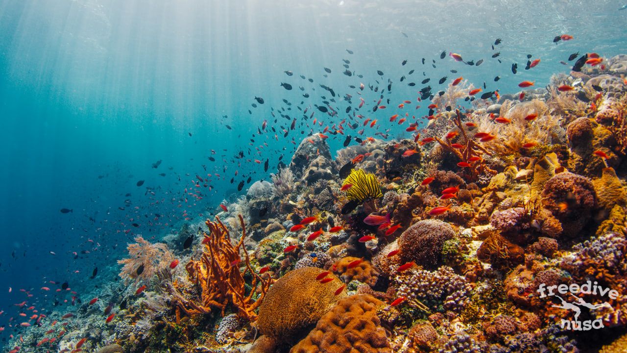 Marine Life in Alor
