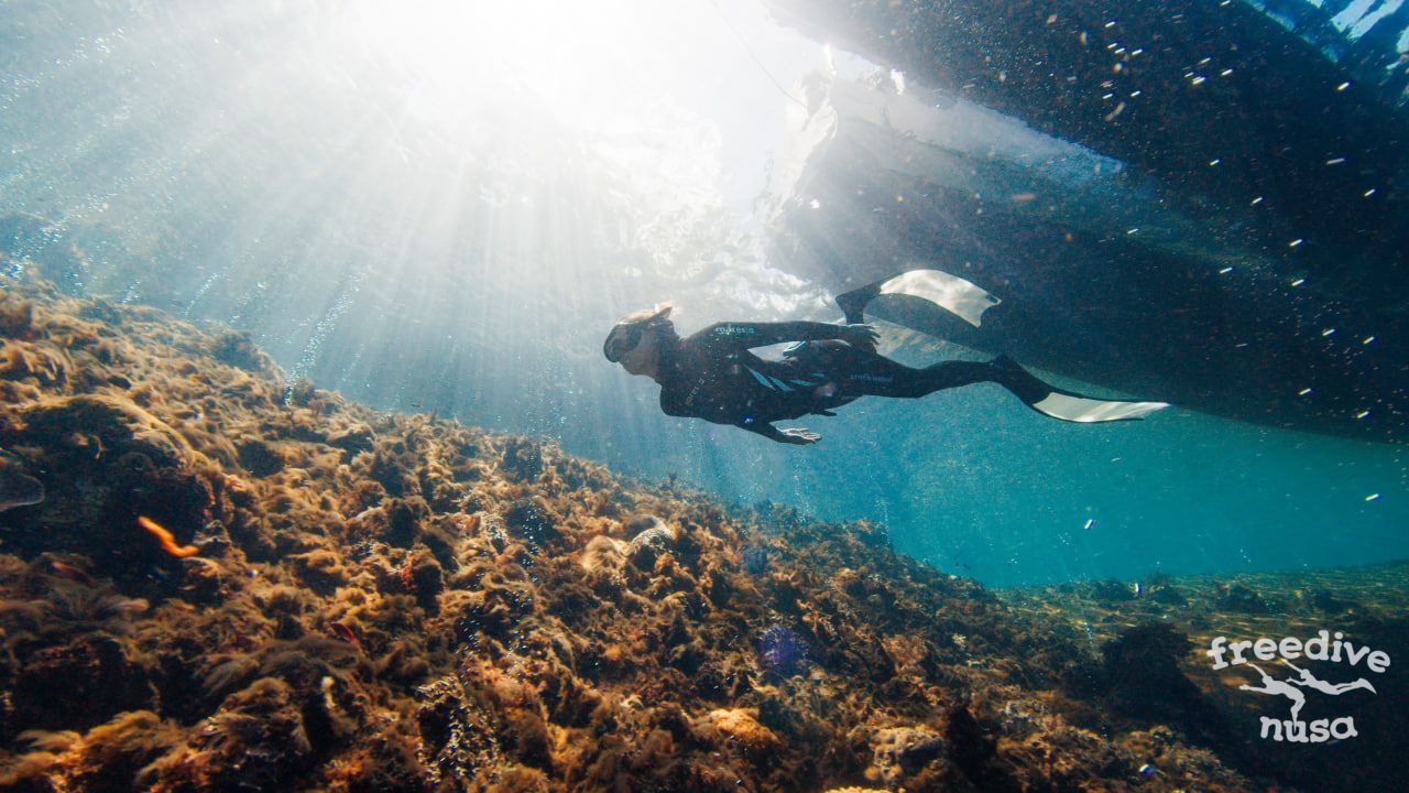 Marine Life Alor