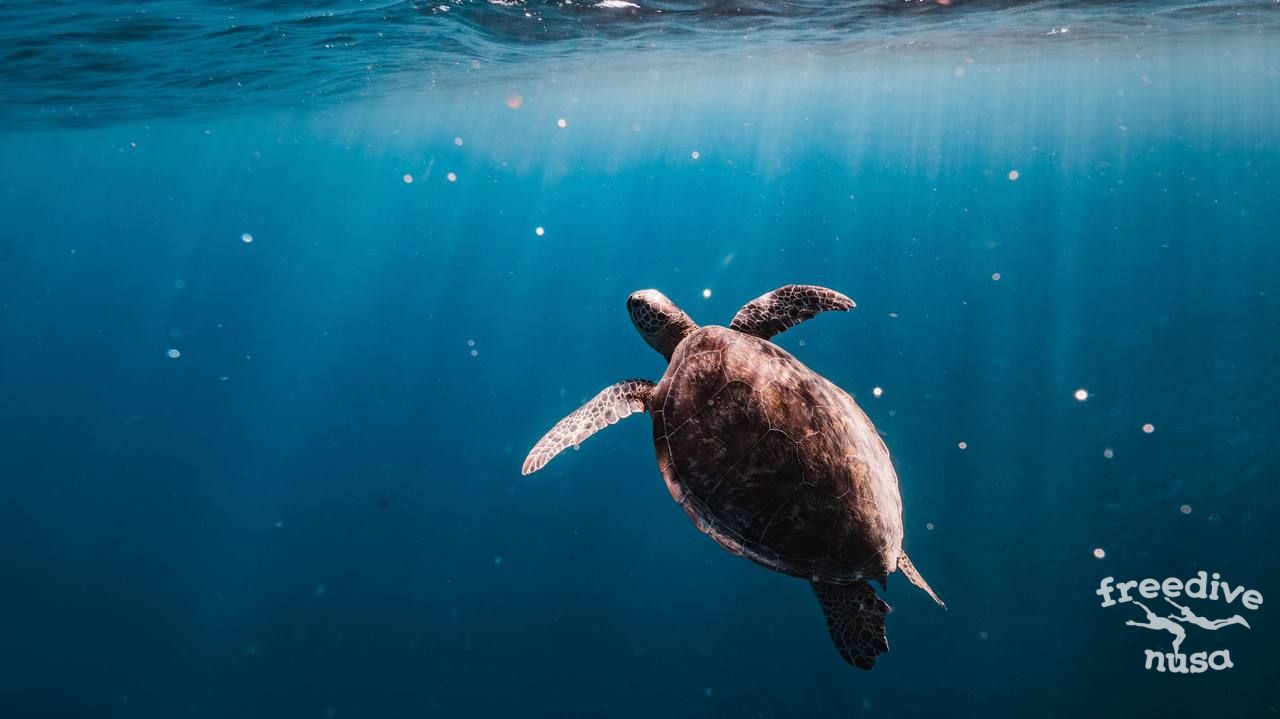 Turtles in Maratua Island