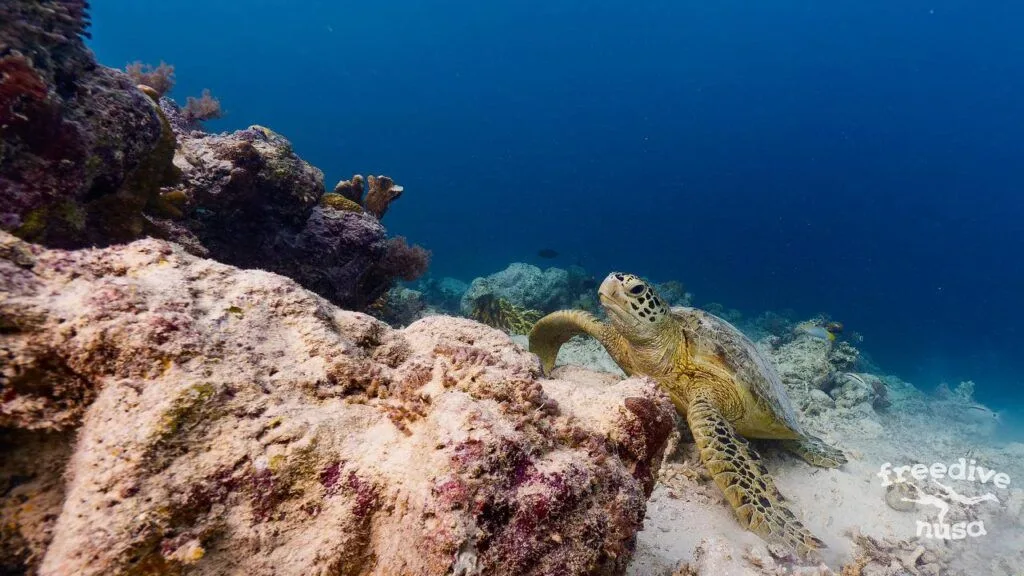 Freedive trip to Maratua