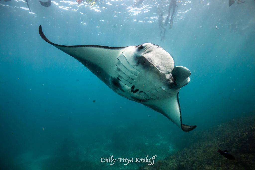 Manta Rays Code of Conduct